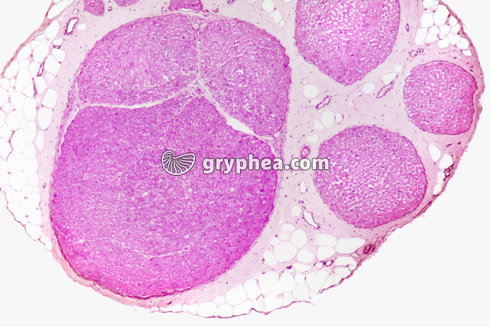 Nerf Mammifère CT x25 - gryphea.org